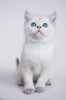 İskoç kedi poz fotoğraf