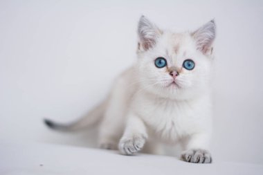 İskoç kedi poz fotoğraf