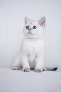 İskoç kedi poz fotoğraf