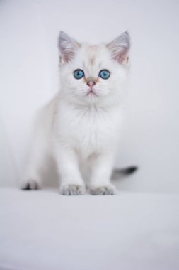 İskoç kedi poz fotoğraf