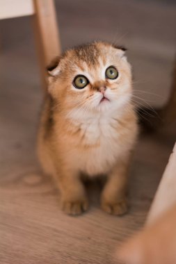 İskoç kedi poz fotoğraf