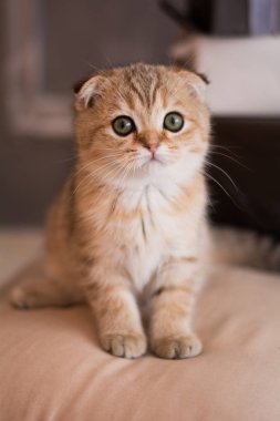 İskoç kedi poz fotoğraf