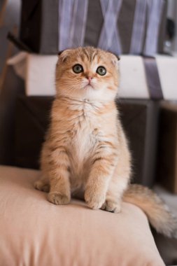 İskoç kedi poz fotoğraf