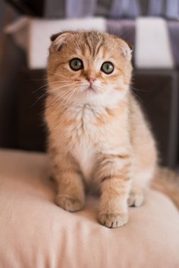 İskoç kedi poz fotoğraf