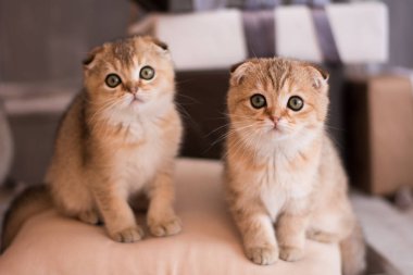 İskoç kedi poz fotoğraf