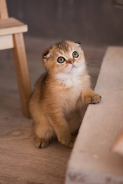 İskoç kedi poz fotoğraf