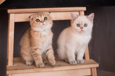 İskoç kedi poz fotoğraf