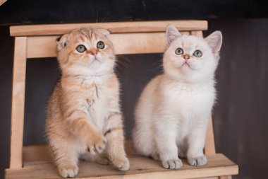 İskoç kedi poz fotoğraf