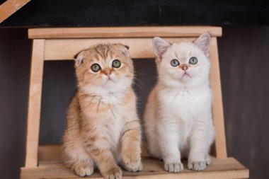 İskoç kedi poz fotoğraf