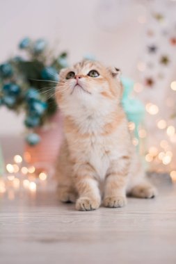 İskoç kedi poz fotoğraf