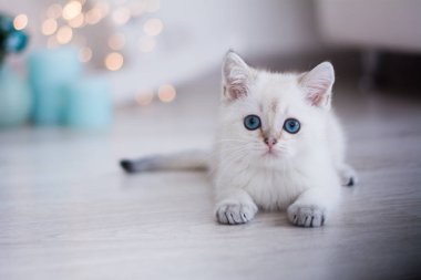 İskoç kedi poz fotoğraf