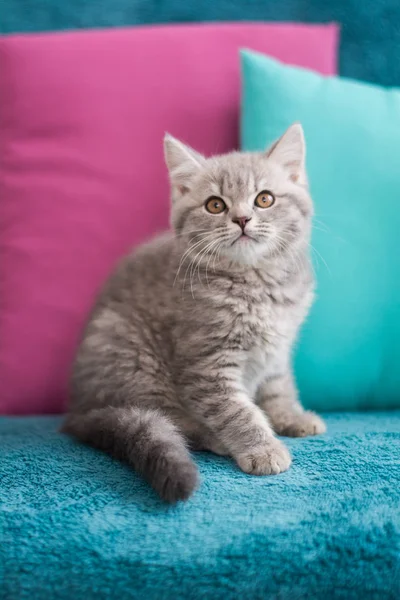 İskoç kedi poz fotoğraf