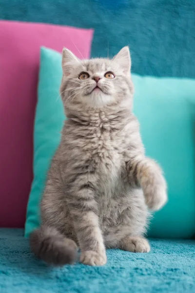 İskoç kedi poz fotoğraf