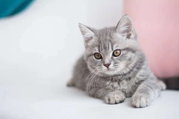 İskoç kedi poz fotoğraf