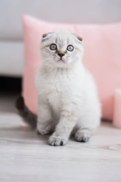 İskoç kedi poz fotoğraf