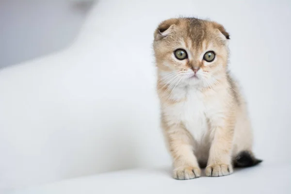 Schottisches Kätzchen Posiert Foto — Stockfoto