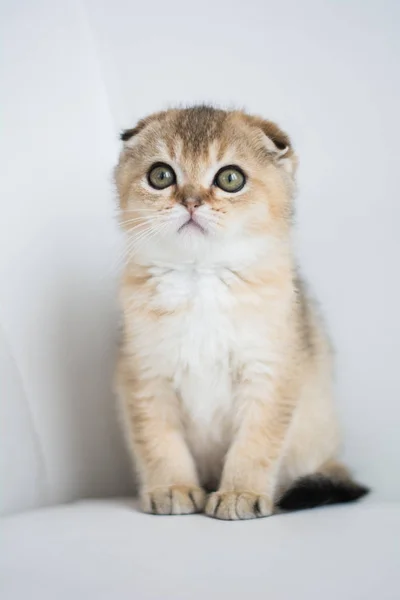 Schotse Kitten Foto Poseren — Stockfoto