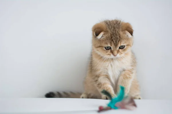 Schotse Kitten Foto Poseren — Stockfoto