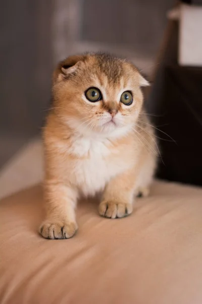 Scottish Kitten Posing Photo — Stock Photo, Image