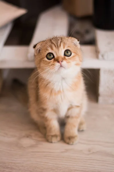 Scottish Kitten Posing Photo — Stock Photo, Image