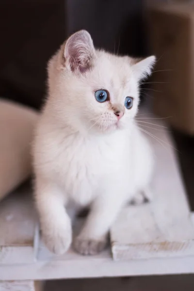 Skotska Kattungen Poserar Foto — Stockfoto