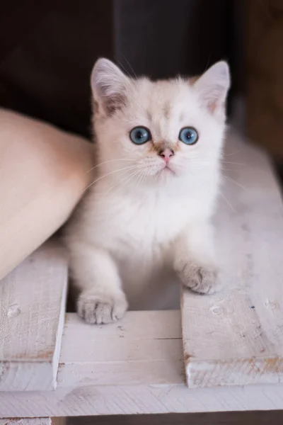 Skotska Kattungen Poserar Foto — Stockfoto