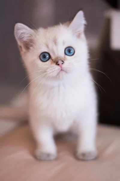Scottish Kitten Posing Photo — Stock Photo, Image