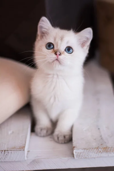 Scottish Kitten Posing Photo — Stock Photo, Image