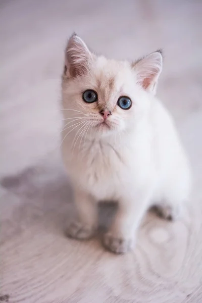 İskoç kedi poz fotoğraf