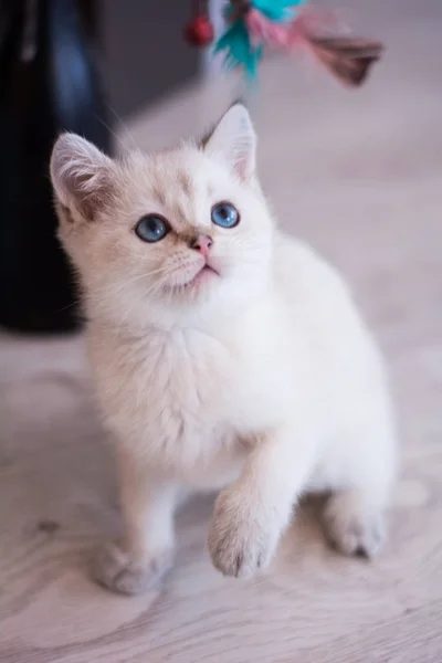 Scottish Kitten Posing Photo — Stock Photo, Image