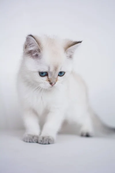 Scottish Kitten Posing Photo — Stock Photo, Image