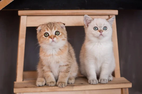 Schottisches Kätzchen Posiert Foto — Stockfoto