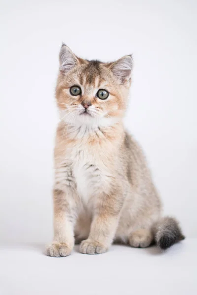 Schotse Kitten Foto Poseren — Stockfoto