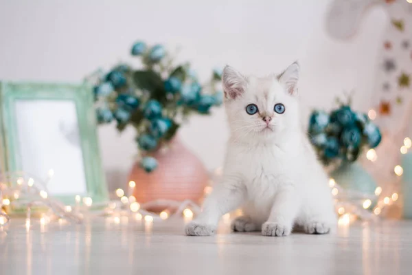 Skotska Kattungen Poserar Foto — Stockfoto