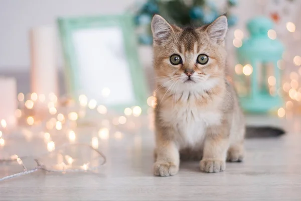 İskoç kedi poz fotoğraf