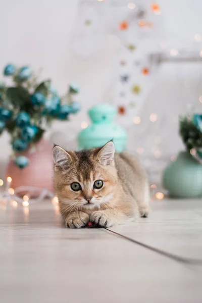 İskoç kedi poz fotoğraf