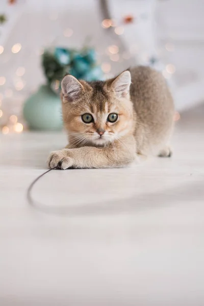 Scottish Kitten Posing Photo — Stock Photo, Image