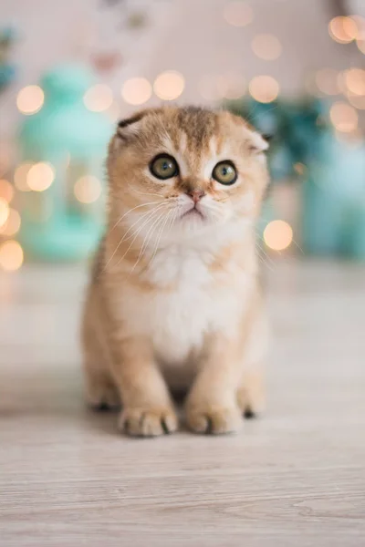 Schottisches Kätzchen Posiert Foto — Stockfoto