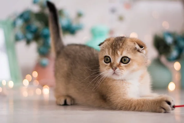 Schotse Kitten Foto Poseren — Stockfoto