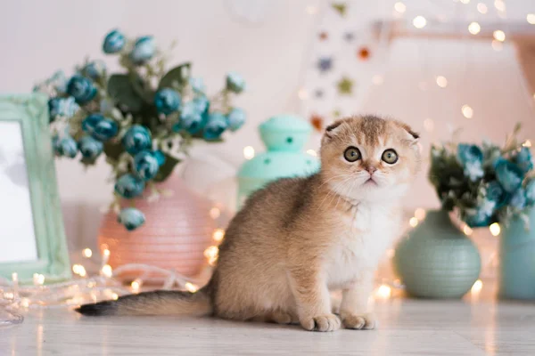 Scottish Kitten Posing Photo — Stock Photo, Image