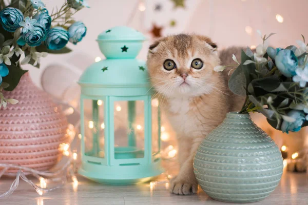 Schottisches Kätzchen Posiert Foto — Stockfoto