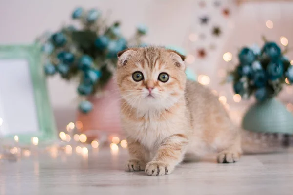 Schotse Kitten Foto Poseren — Stockfoto