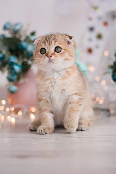 Scottish Kitten Posing Photo — Stock Photo, Image