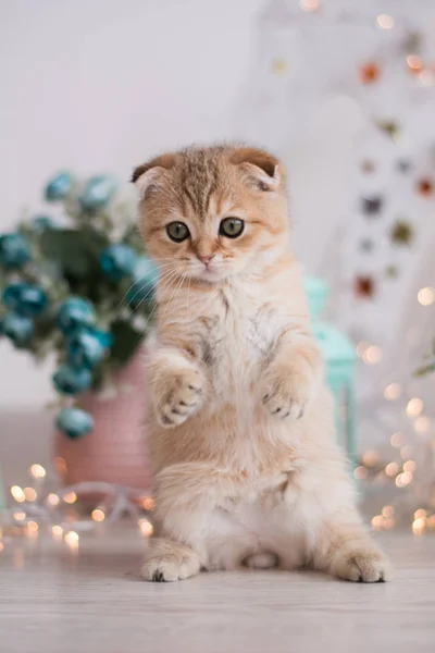 İskoç kedi poz fotoğraf