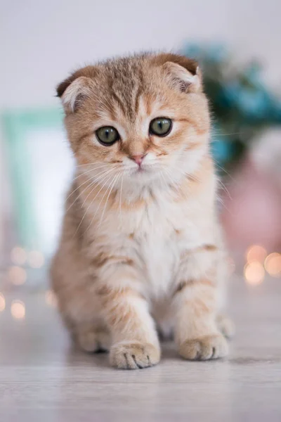 İskoç kedi poz fotoğraf