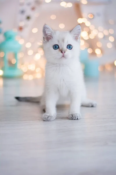 İskoç kedi poz fotoğraf