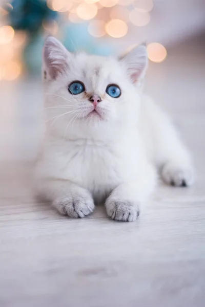 İskoç kedi poz fotoğraf