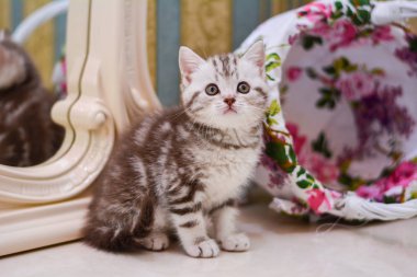 Pisi pisi, pisi, hayvan.