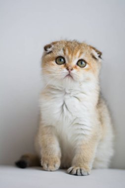 yavru kedi kedi İskoç düz, lop-eared kabarık, hayvan