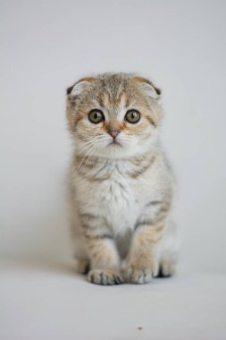 yavru kedi kedi İskoç düz, lop-eared kabarık, hayvan